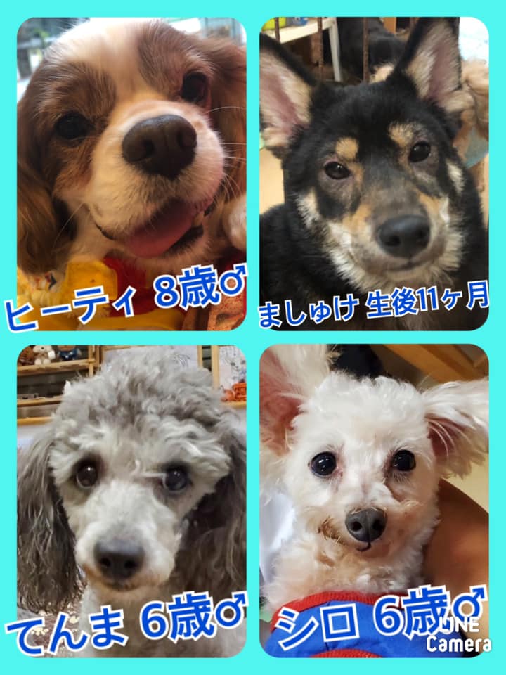 🐾今日の里親様募集中ワンコ🐶メンバーです🐾2020,10,3